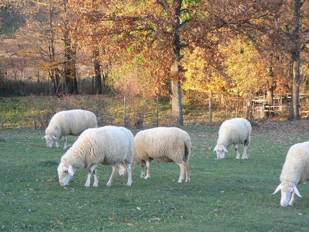 Country House Stoljetna Vila Pension Seona Buitenkant foto